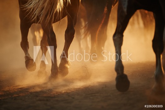 Picture of Horses legs